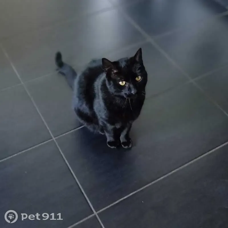 Chat noir perdu, Prébendes, Tours - photo