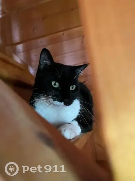 Peacky, chat perdu à Contamine-Sarzin - photo
