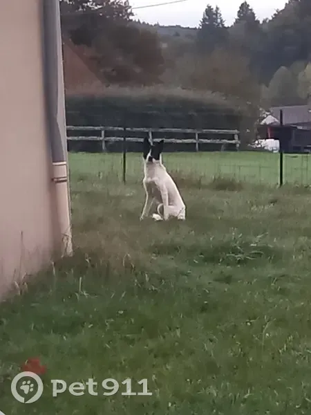 Chien blanc/noir errant à Gentioux-Pigerolles - photo