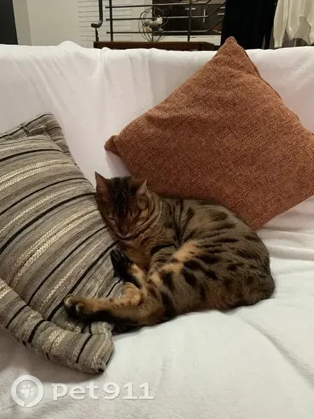 Chatte Bengal perdue : Nana sans collier - photo