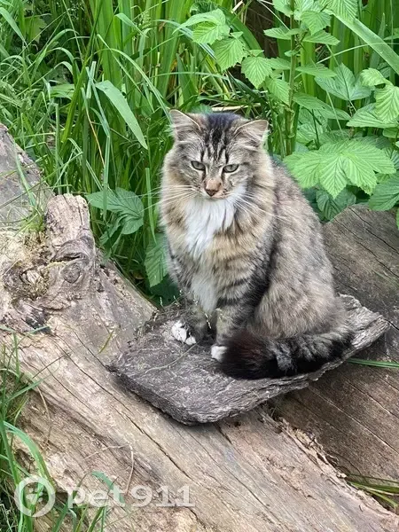 Chat angora disparu à Vincennes - photo