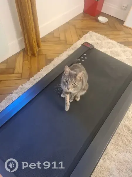 Chat mâle trouvé, affamé et maigre, Paris - photo