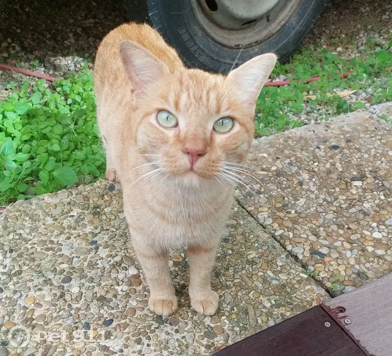 Chat mâle roux trouvé à Hyères - photo