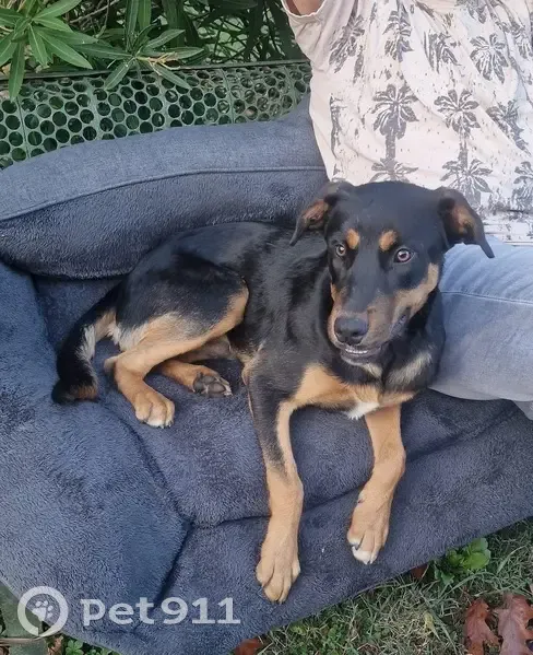Jeune chien trouvé près de Piourc - photo