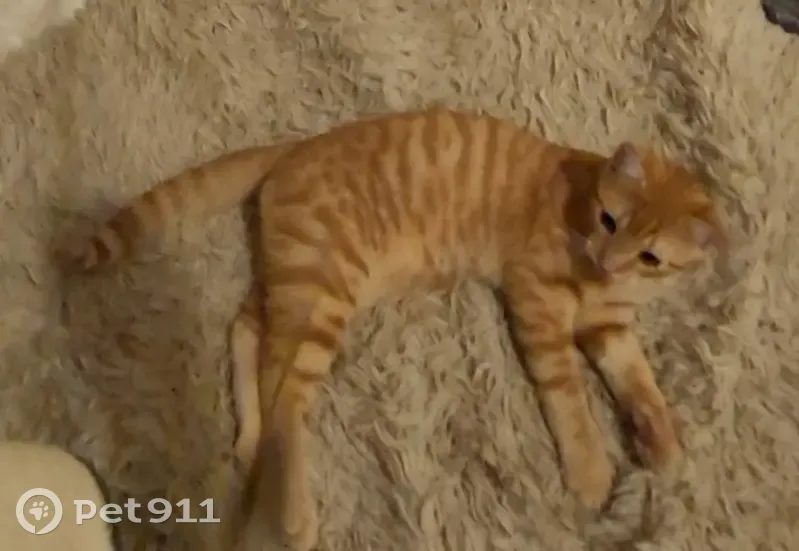 Chat roux 5 mois perdu, blessure museau - photo
