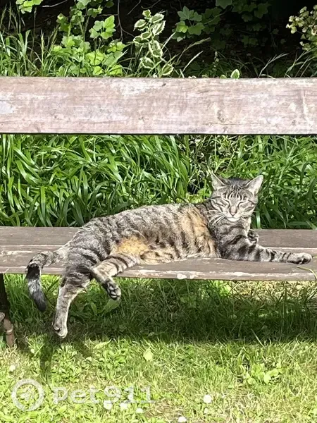 Chat européen tigré disparu à Villeneuve-le-Roi - photo