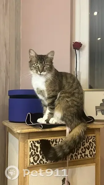 Chat croisé perdu à Aubagne, RN 96 - photo