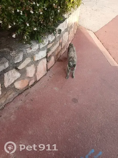 Chat gris blessé trouvé à Cannes - photo
