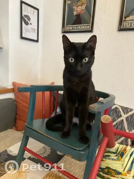Petite chatte noire handicapée disparue - photo