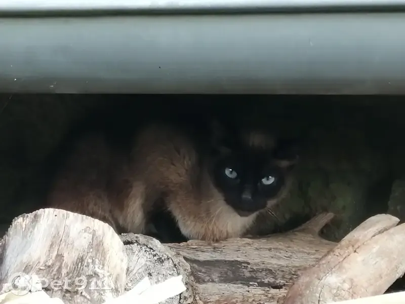Petite chatte siamoise trouvée à Lampaul - photo