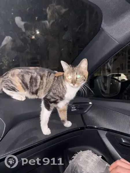 Chatte trouvée rue Professeur Morat, Lyon - photo