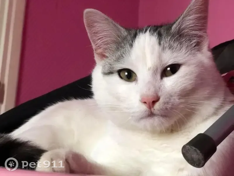 Chat blanc tigré disparu à Anzin - photo