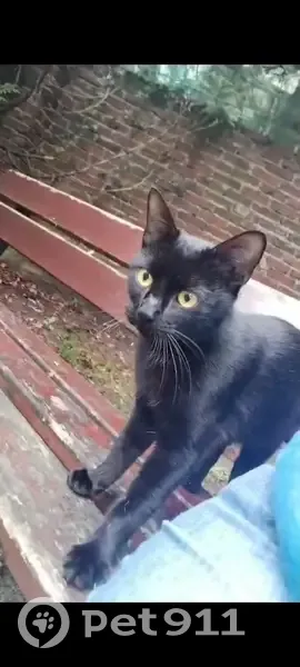 Chatte trouvée cherche foyer temporaire - photo