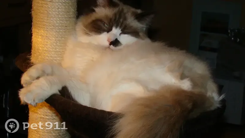 Chat Ragdoll bicolore disparu à Montcresson - photo