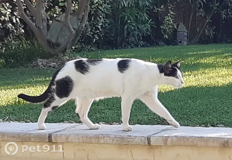 Chat perdu à la déchetterie de L'Isle-sur-Sorgue - photo