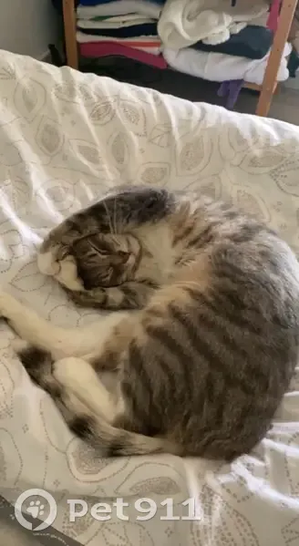 Chat gris et blanc perdu à Lamothe-Landerron - photo