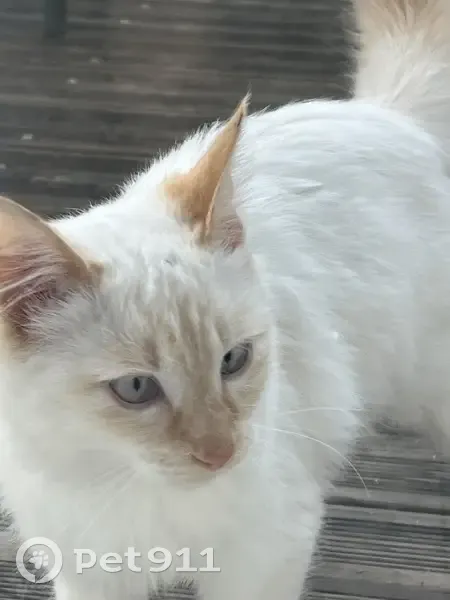 Chat mâle trouvé, rue Renée Peillon - photo