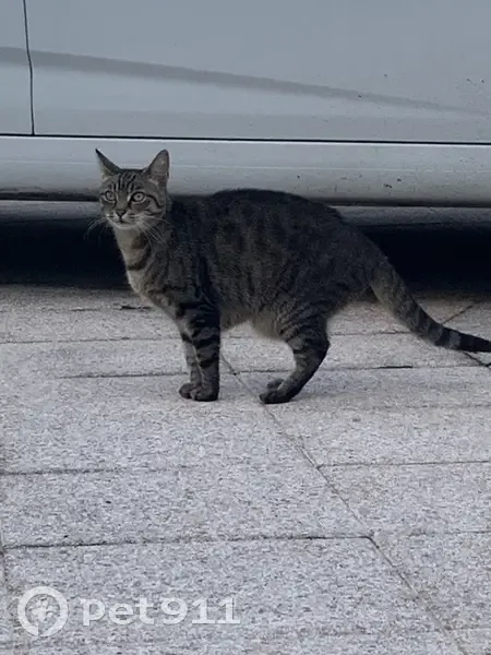 Chatte tigrée câline trouvée à Pessac - photo