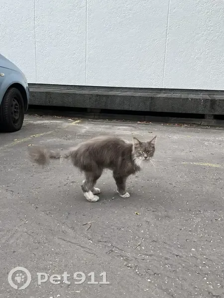 Chat gris trouvé, type Maine Coon, Bordeaux - photo