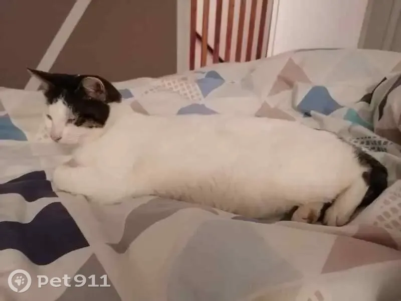Recherche chat européen disparu à Rouen - photo