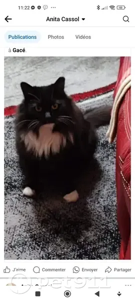 Chatte européenne noire/blanche disparue Gacé - photo
