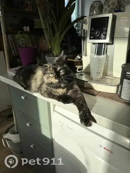 Chatte européenne perdue à Larringes - photo