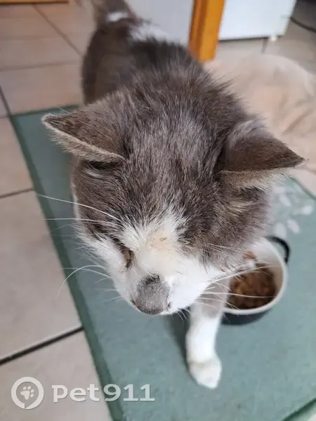 Chat blanc et gris trouvé à Tilloy-lez-Cambrai - photo