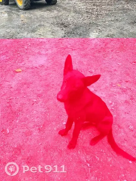 Chiot trouvé maigre et gentil à Rochefort - photo