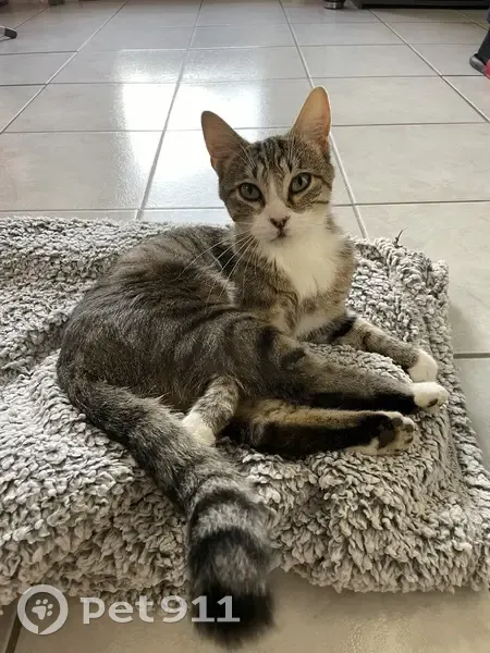 Chatte stérilisée câline à Vitrimont - photo