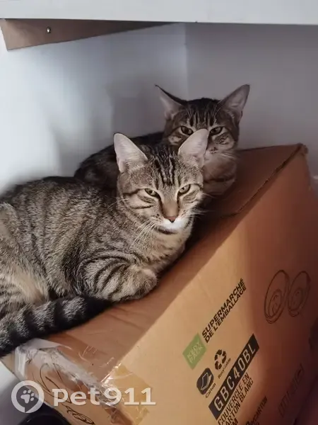 Chatte tigrée 10 mois perdue à Paris - photo