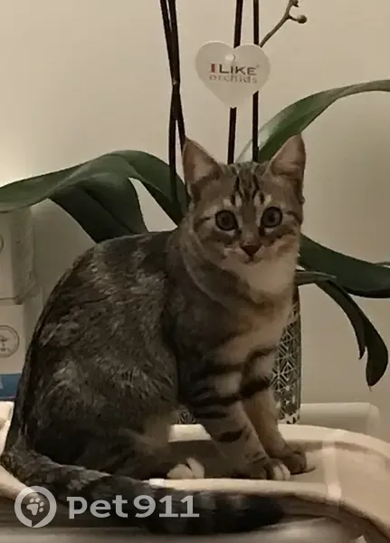 Petite chatte grise perdue à Ligugé - photo
