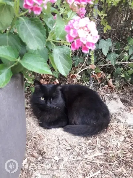 Chat noir borgne perdu à Sant'Andréa-d'Orcino - photo
