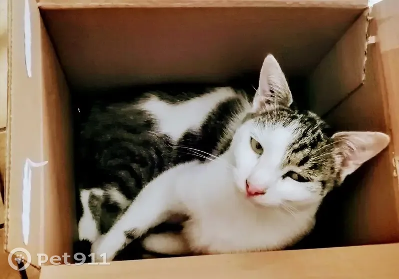 Kiki, chat tigré blanc, disparu à La Ferté - photo