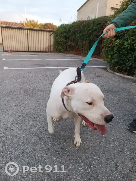 Chien dogue argentin croisé trouvé à Cabrières - photo