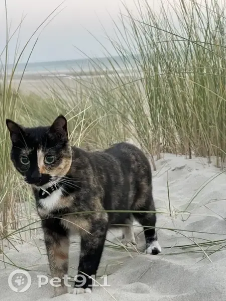 Chat perdu à Merlimont, Avenue de la Plage - photo