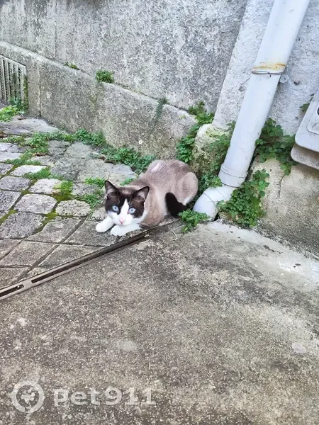 Chat mâle croisé siamois trouvé Angoulême - photo