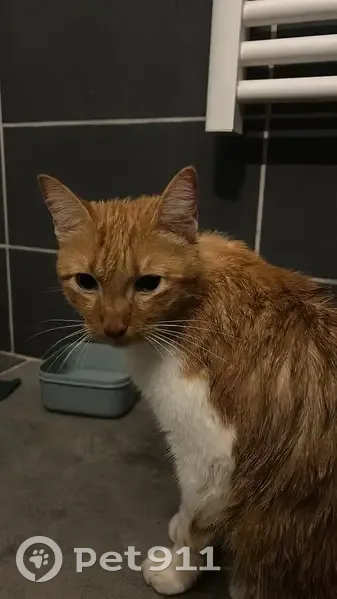 Chat trouvé, Chemin de Rousset, Fuveau - photo