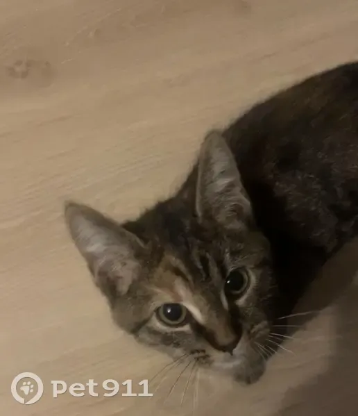 Chaton tigré trouvé, rue des Arbues, Audincourt - photo