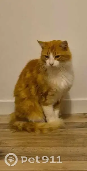 Chatte trouvée sans puce à Saint-Martin - photo