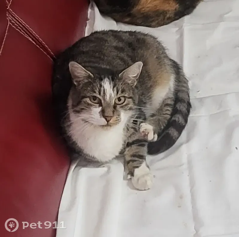 Chat mâle gris/blanc perdu à Feurs - photo