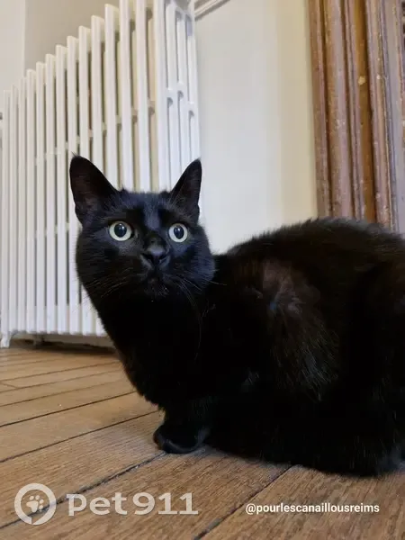 Chat perdu : Odilon, quartier St-Maurice - photo