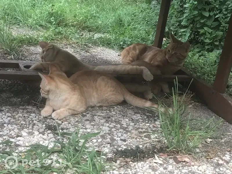 Chat roux perdu aux Prés Blondeau - photo