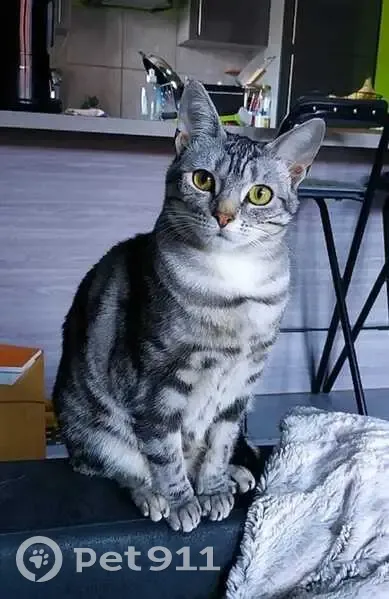 Chatte perdue à St-Raphaël : Bibi craintive - photo