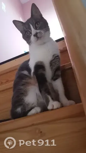 Sally, petite chatte grise, perdue à Auby - photo