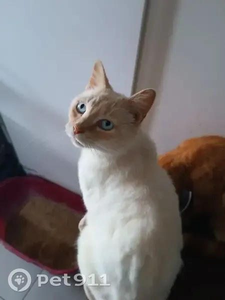 Chat mâle castré perdu à Redon - photo