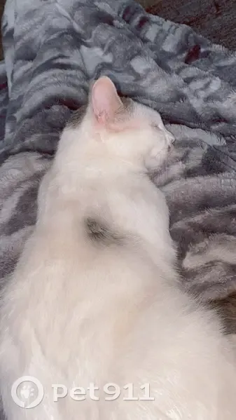 Chat blanc/gris perdu à Annoisin-Chatelans - photo