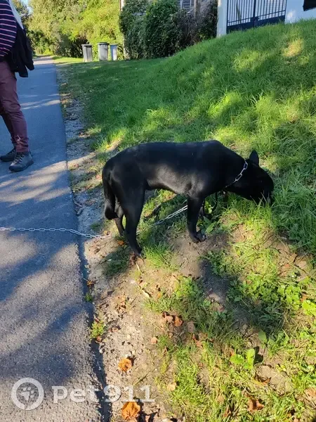 Chien trouvé déposé à la mairie de Jouy - photo