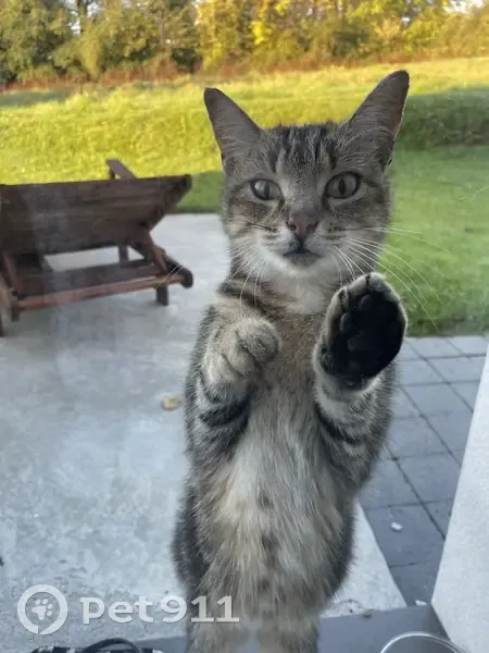 Chat tigré sociable trouvé à Bajus - photo