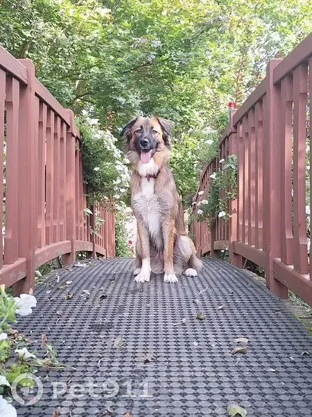 Chien croisé malinoise perdu à Solutré - photo
