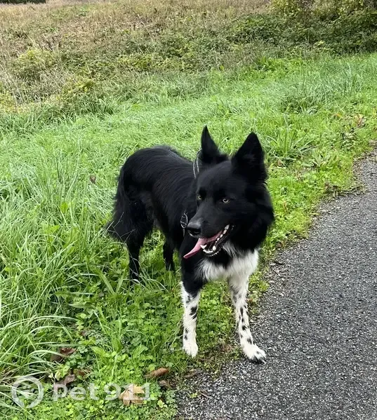 Chien Border Collie perdu à Lonnes - photo